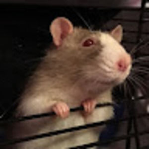 Meet your Posher, Pheydra